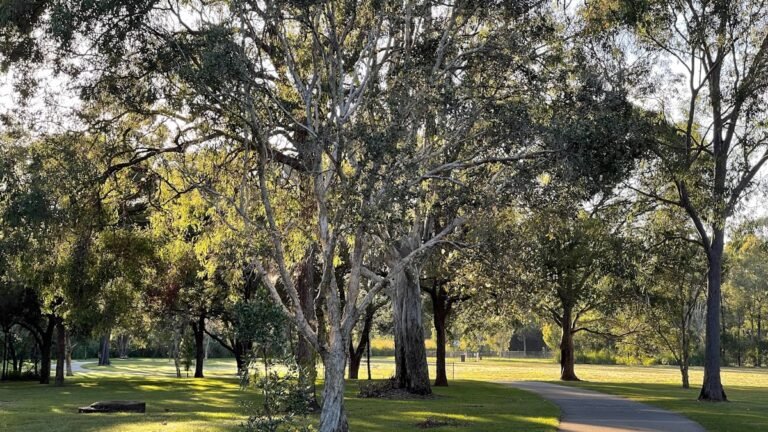 A tree-lined park path ideal for walking in Dhaka